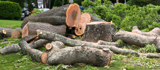 How Our Tree Care Process Works  in  Stanley, WI